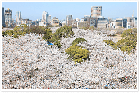 舞鶴公園桜俯瞰