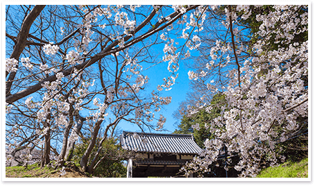 舞鶴公園桜