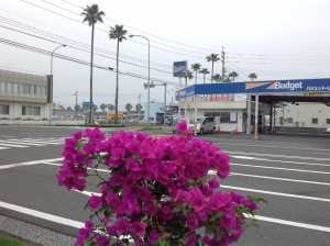 ブーゲンビリア