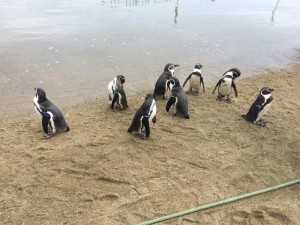 ペンギン砂浜