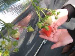 strawberry_sumiyoshi2_s