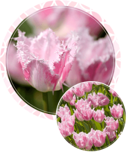 bg_tulipbox1_1