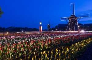 flowerload_p05