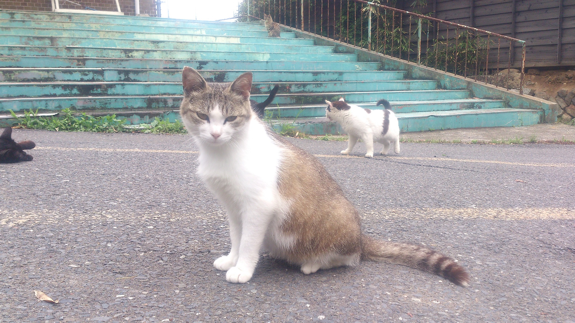 猫島 宮城の田代島 16 2 21 バジェット レンタカー仙台空港店ブログ