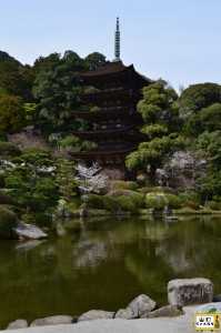 瑠璃光寺五重塔の桜_01