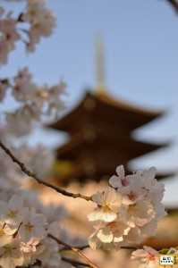 瑠璃光寺五重塔の桜_05