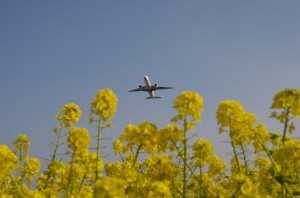 福岡空港北側離陸機と菜の花