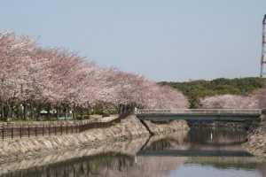 heiwa_sakura01