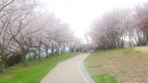 ミキ桜