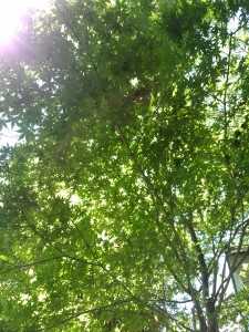 IMG_20160602_112457