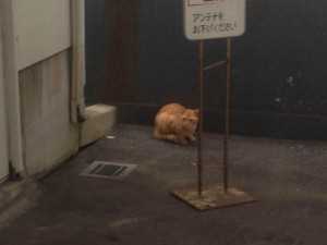 ねこ