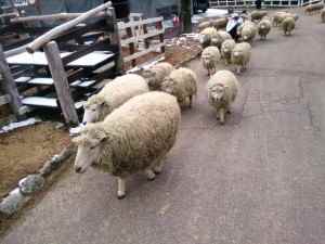放たれた羊たち