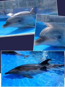 collage-1488635254453