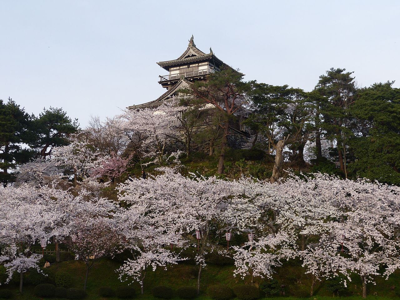 足羽川の桜並木と丸岡城の桜 17 4 6 バジェット レンタカー福井駅東口店ブログ