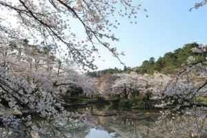 sakura_ike