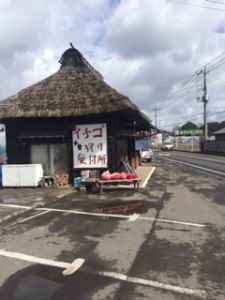 いちご狩り（吉村農園）