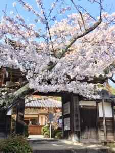 勝持寺桜2018-1