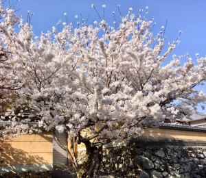 勝持寺桜2018-2