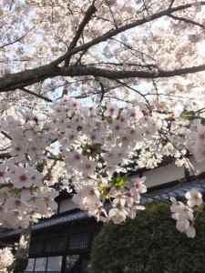 勝持寺桜2018-4