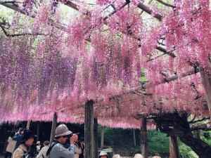 今④