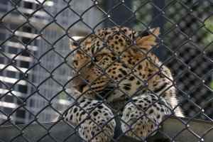 福岡市動物園【ヒョウ】