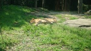 ライオン睡眠