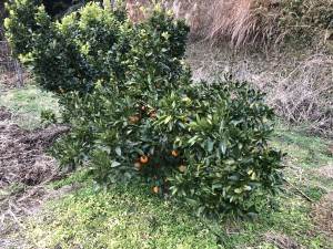 木遠
