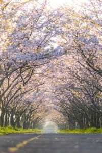 202003佐賀空港桜並木
