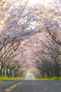 202003佐賀空港桜並木-200x300
