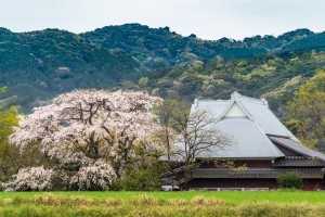 202003宝珠寺の枝垂れ桜