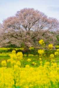 202003馬場の山桜