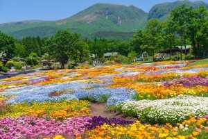 20205025 くじゅう花公園③寄せ植え