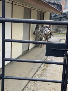 動物園