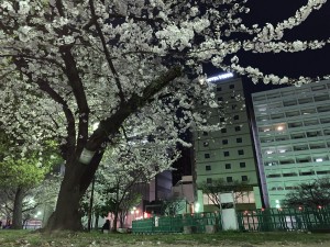 桜