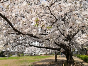 桜