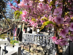 神社と桜