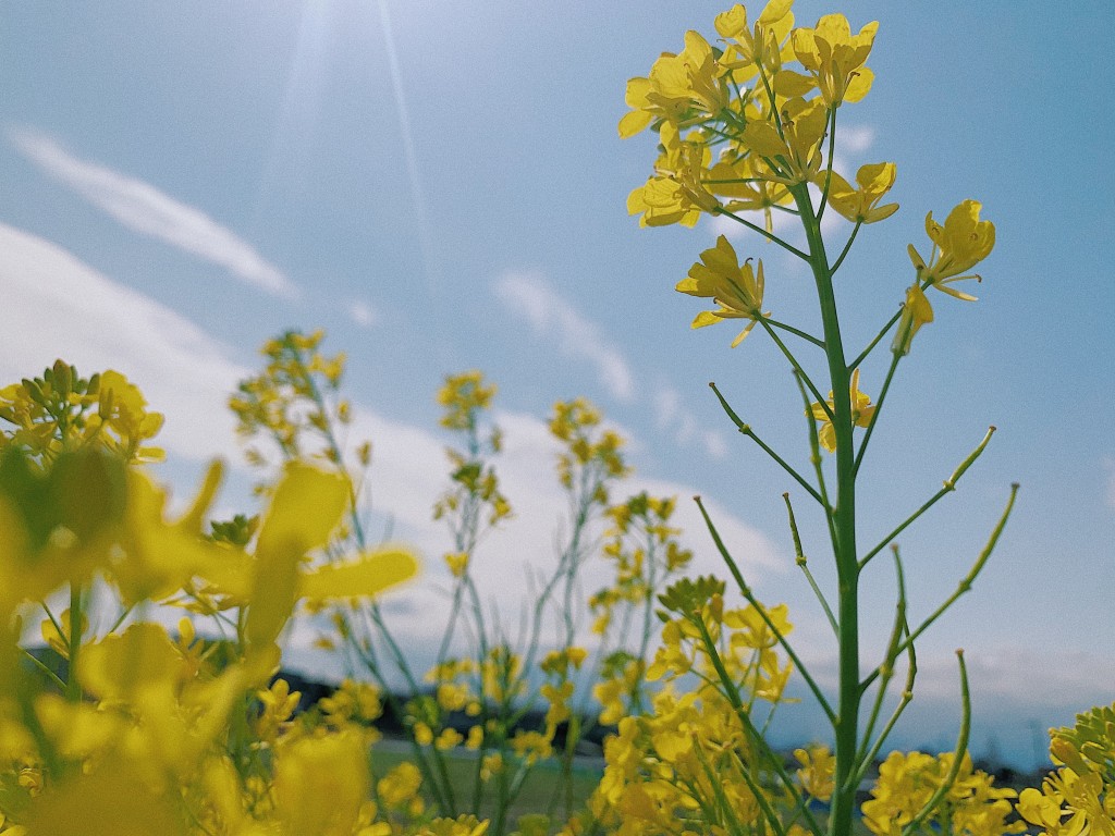 菜の花