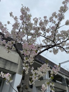 sakura