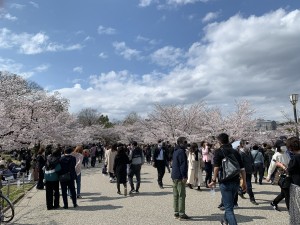 姫路城桜並木
