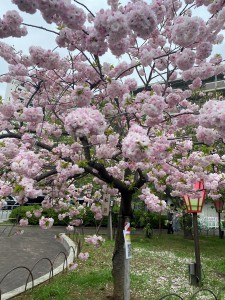 桜②