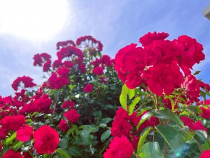 IMG_2468