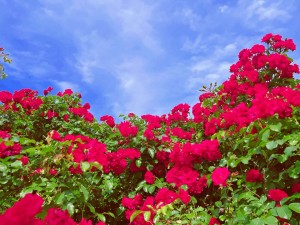 IMG_2523