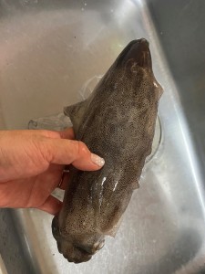 あおりいいか