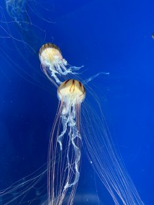 すましー１IMG_2393