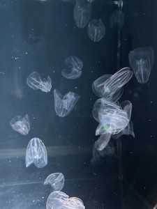 すましー２IMG_2402