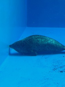 すましー３IMG_2420