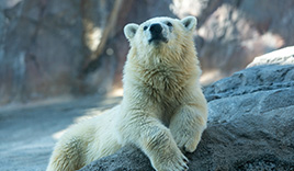 旭山動物園