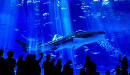 美ら海水族館