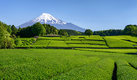 静岡県のレンタカーのご紹介