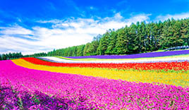 ファーム富田
